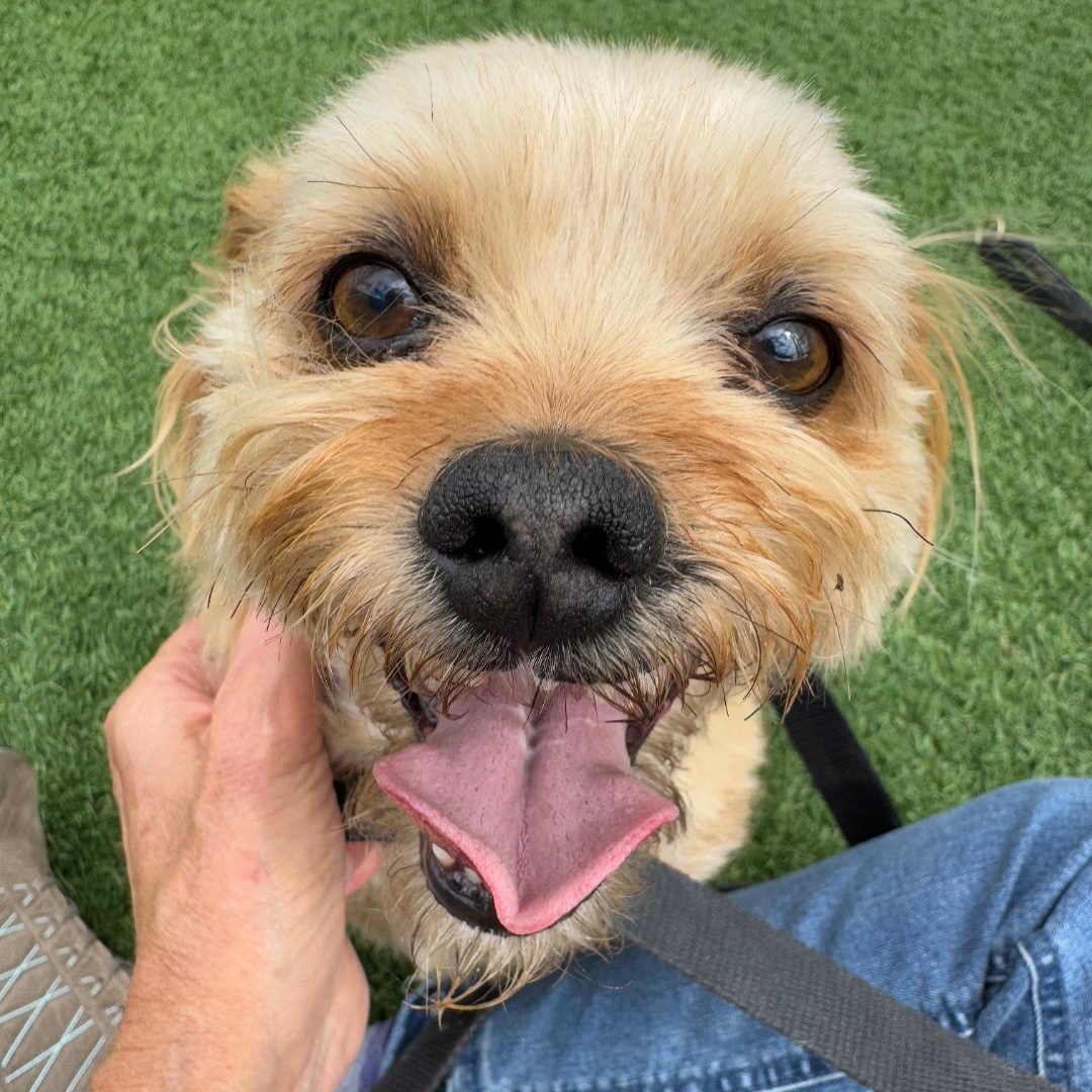 Butch, an adoptable Shih Tzu in Torrey, UT, 84775 | Photo Image 1