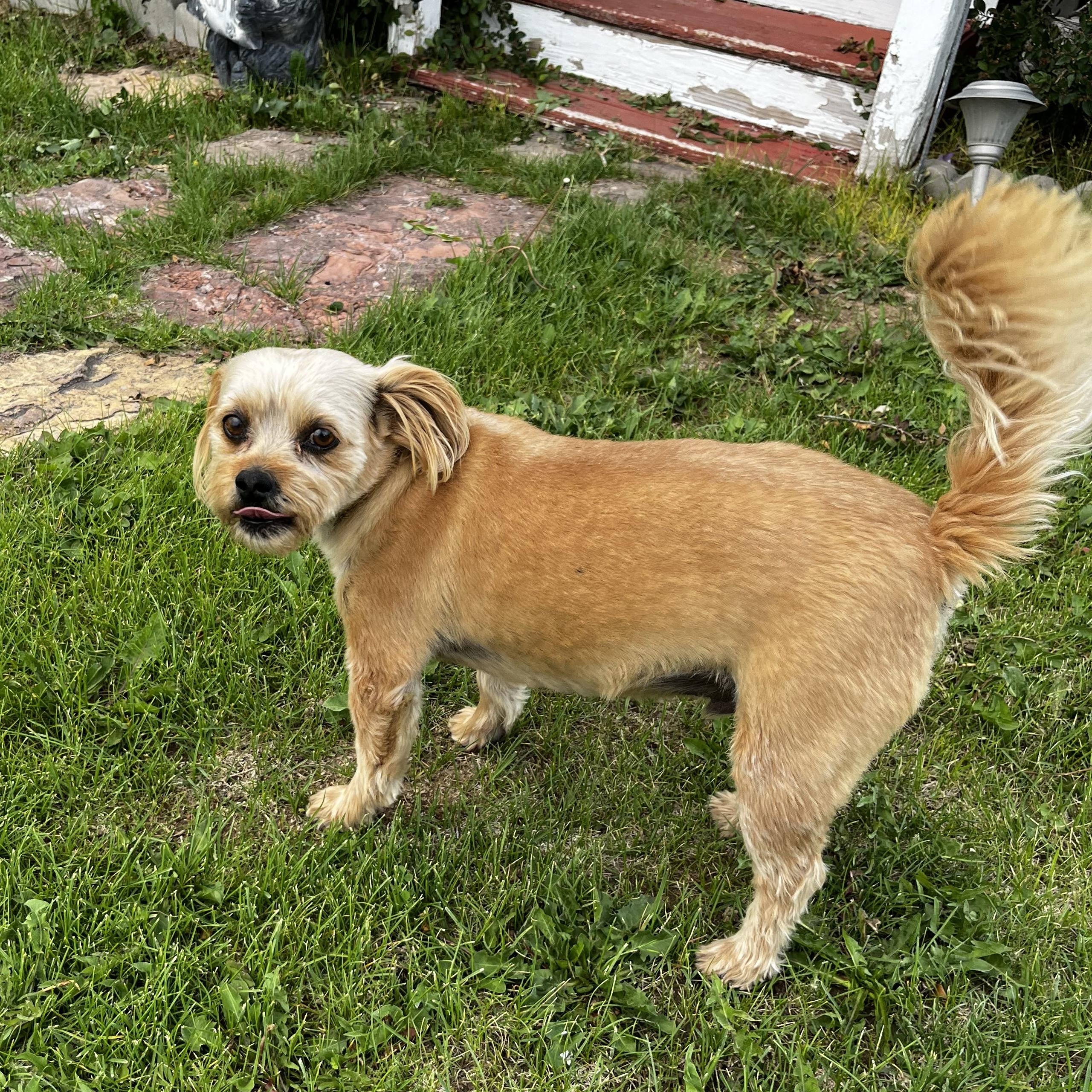 Butch, an adoptable Shih Tzu in Torrey, UT, 84775 | Photo Image 2