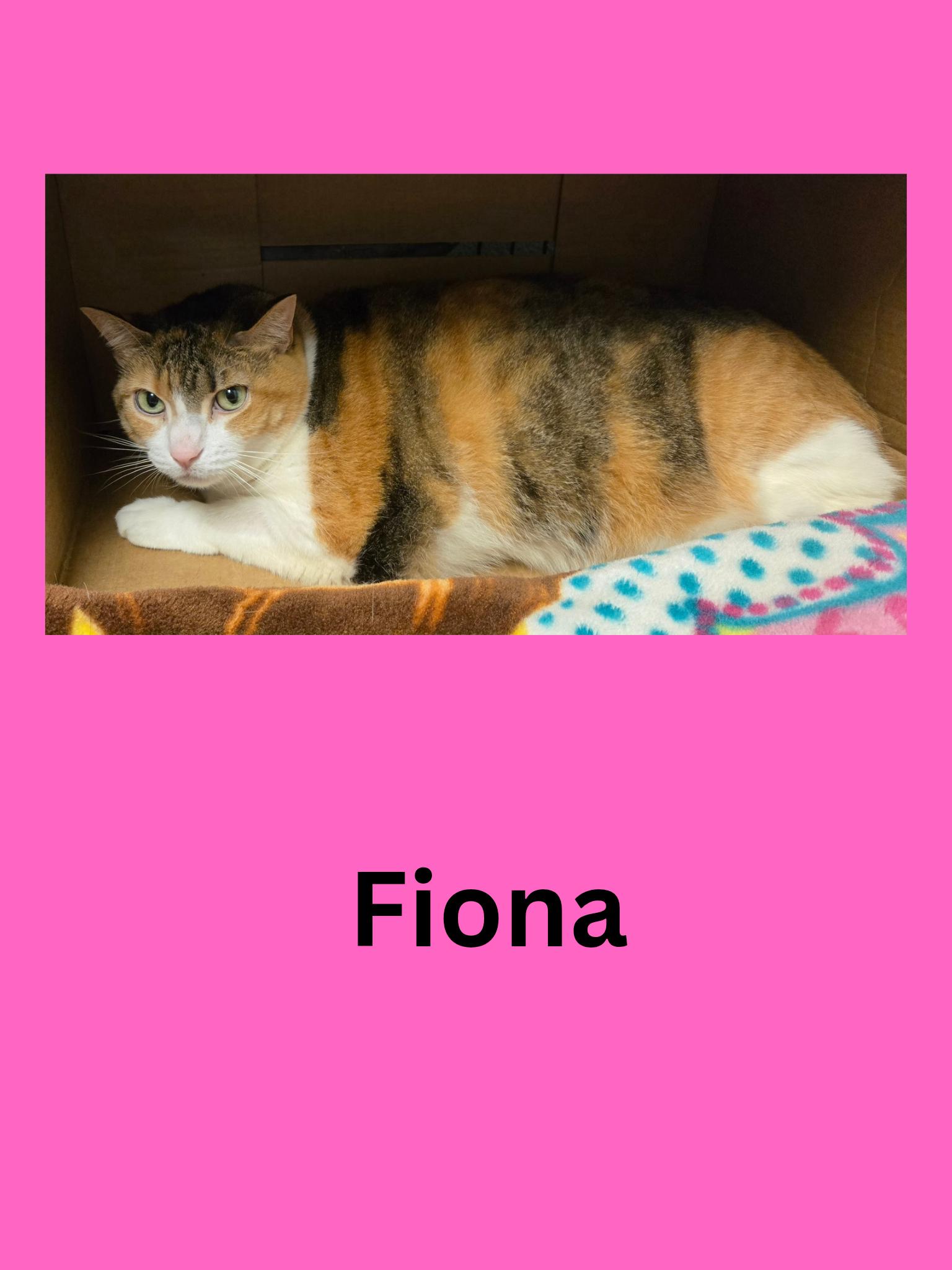 Enlarge Fiona, a Adoptable Domestic Short Hair in Ravenna, OH image 1/1