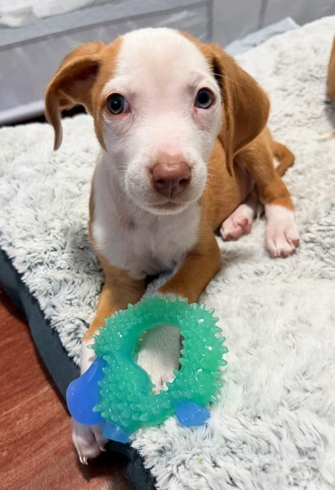 Thomas, a Adoptable mixed breed in Greenlawn, NY image 2/6