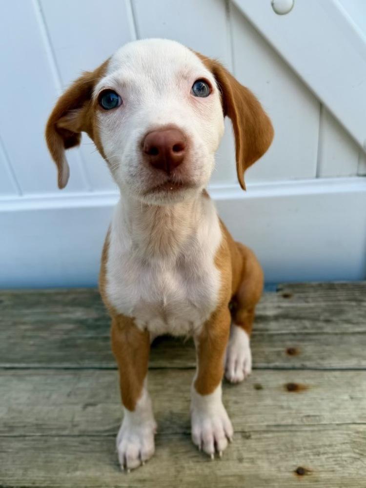 Thomas, a Adoptable mixed breed in Greenlawn, NY image 3/6