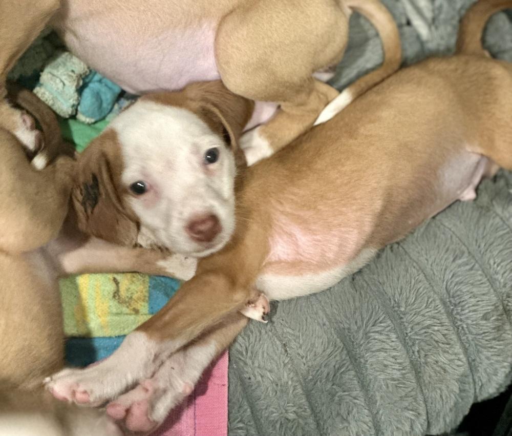 Enlarge Thomas, a Adoptable mixed breed in Greenlawn, NY image 2/5