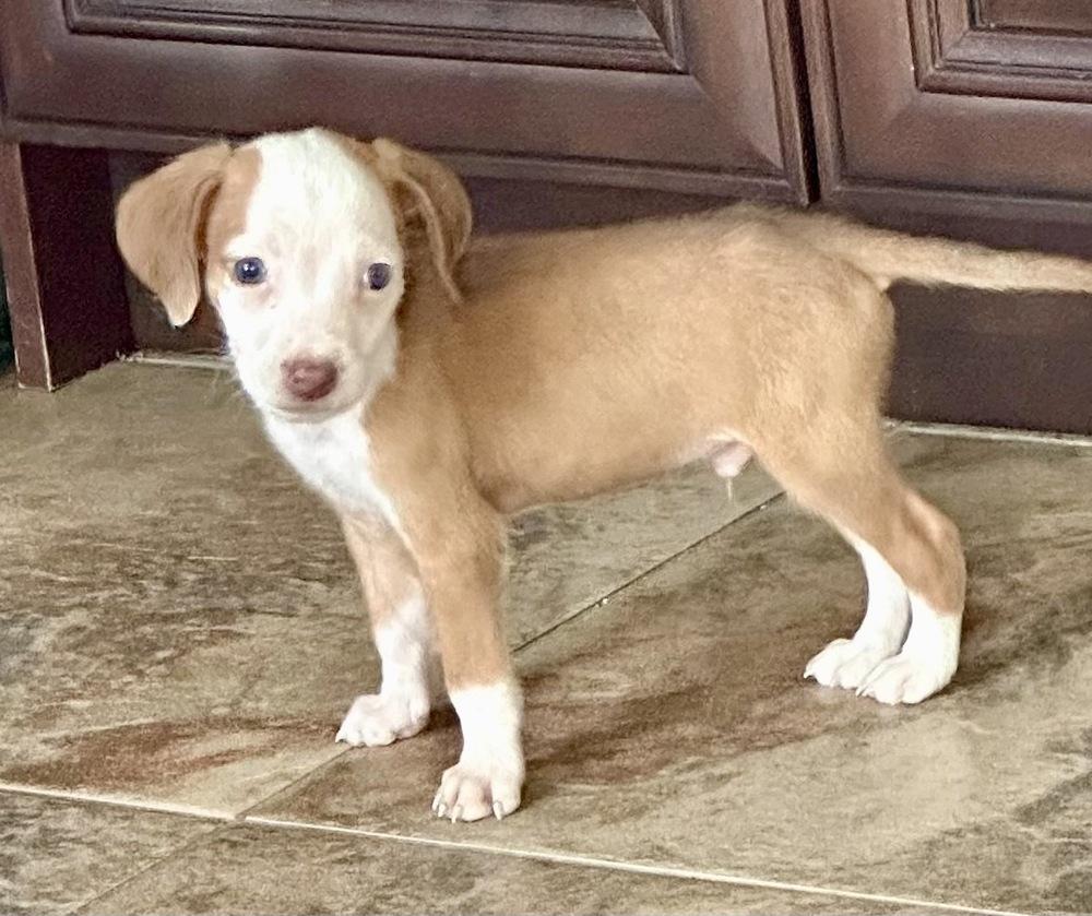 Enlarge Thomas, a Adoptable mixed breed in Greenlawn, NY image 3/5