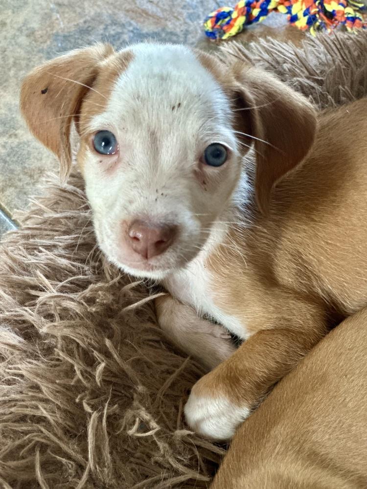 Enlarge Thomas, a Adoptable mixed breed in Greenlawn, NY image 4/5