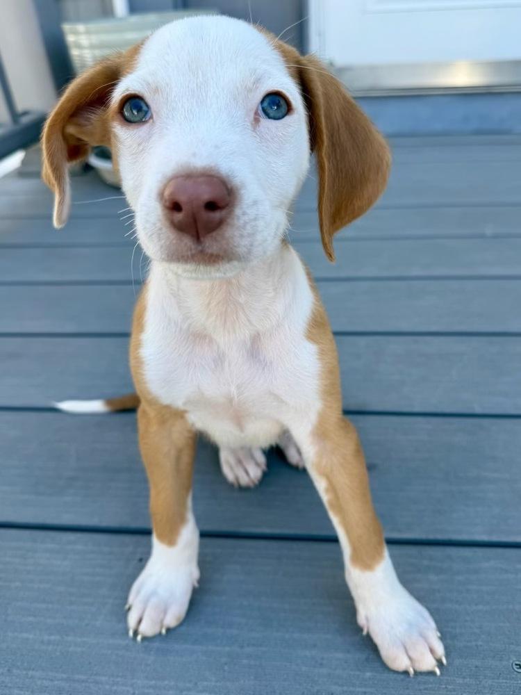 Thomas, a Adoptable mixed breed in Greenlawn, NY image 5/6