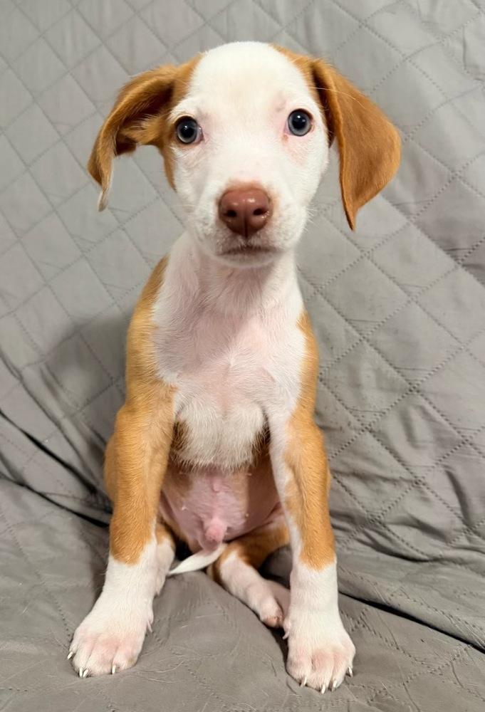 Thomas, a Adoptable mixed breed in Greenlawn, NY image 6/6