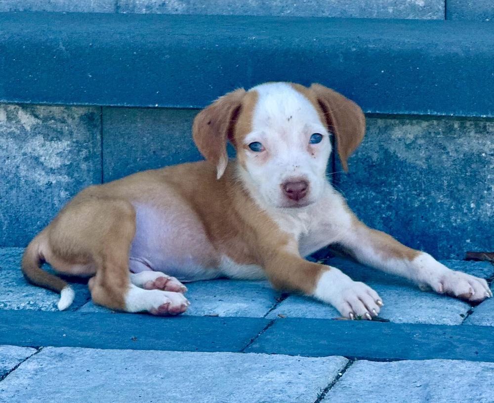 Enlarge Thomas, a Adoptable mixed breed in Greenlawn, NY image 5/5