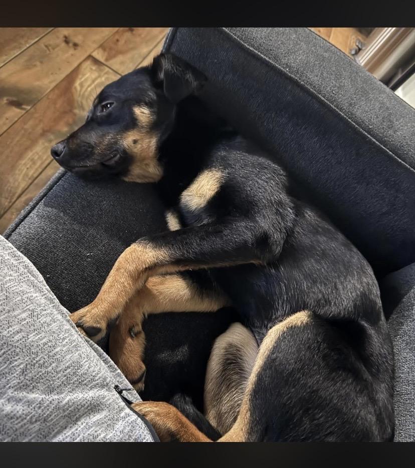 Enlarge Mary, a ADOPTABLE mixed breed in Philadelphia, PA image 5/6