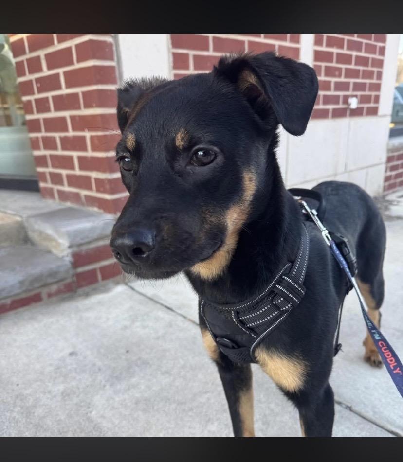 Enlarge Mary, a ADOPTABLE mixed breed in Philadelphia, PA image 2/6