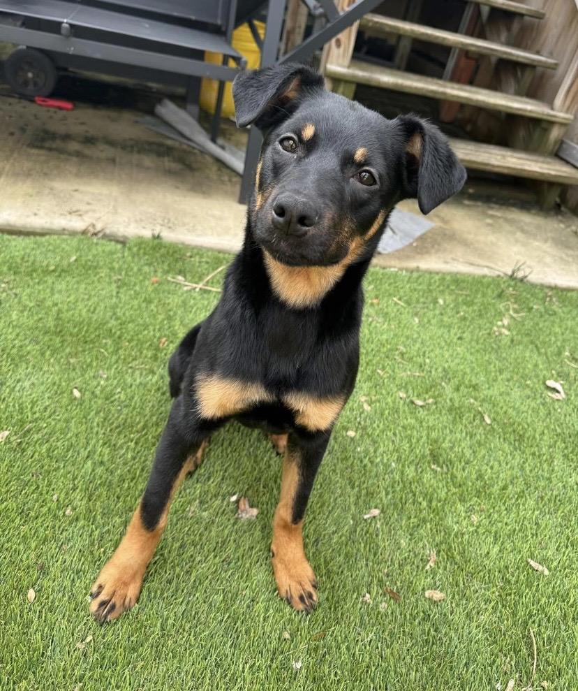 Enlarge Mary, a ADOPTABLE mixed breed in Philadelphia, PA image 3/6