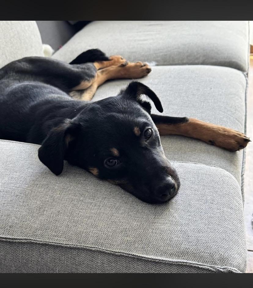 Enlarge Mary, a ADOPTABLE mixed breed in Philadelphia, PA image 4/6