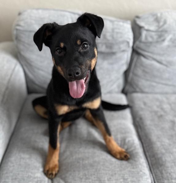 Enlarge Mary, a ADOPTABLE mixed breed in Philadelphia, PA image 1/6