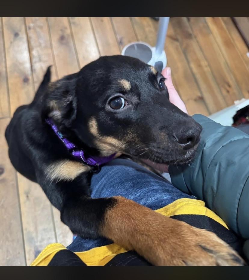 Enlarge Mary, a ADOPTABLE mixed breed in Philadelphia, PA image 6/6