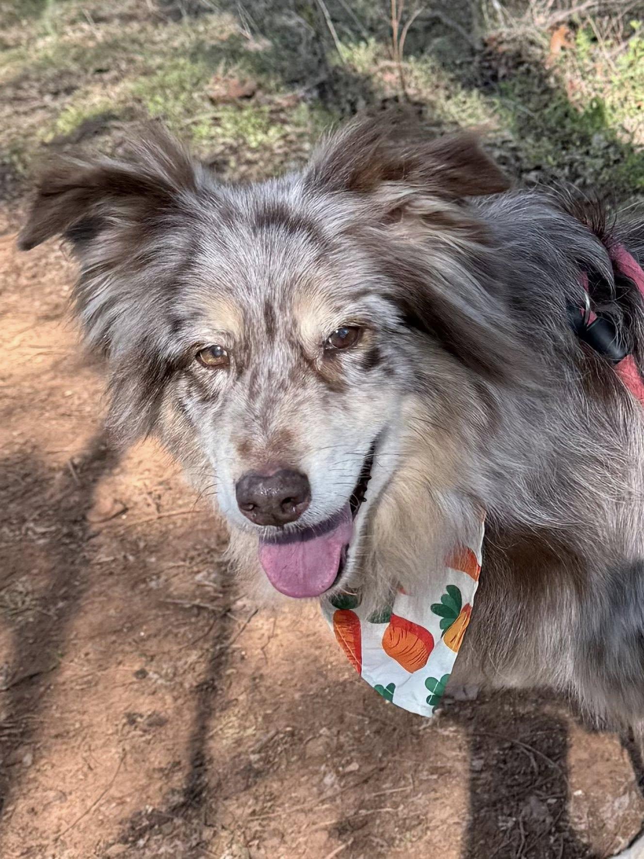 Enlarge Cooper, a ADOPTABLE Australian Shepherd in Salisbury, NC image 5/5