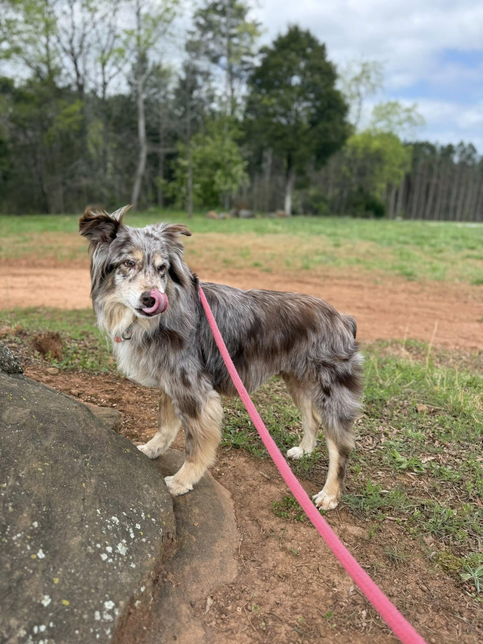 Enlarge Cooper, a ADOPTABLE Australian Shepherd in Salisbury, NC image 4/5