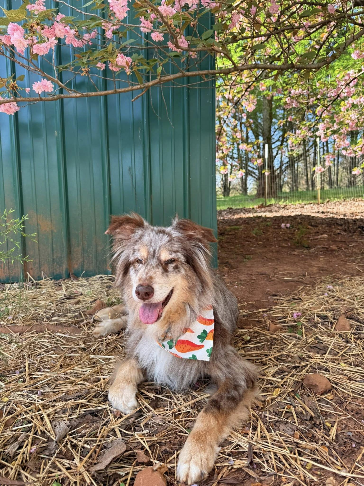 Enlarge Cooper, a ADOPTABLE Australian Shepherd in Salisbury, NC image 3/5