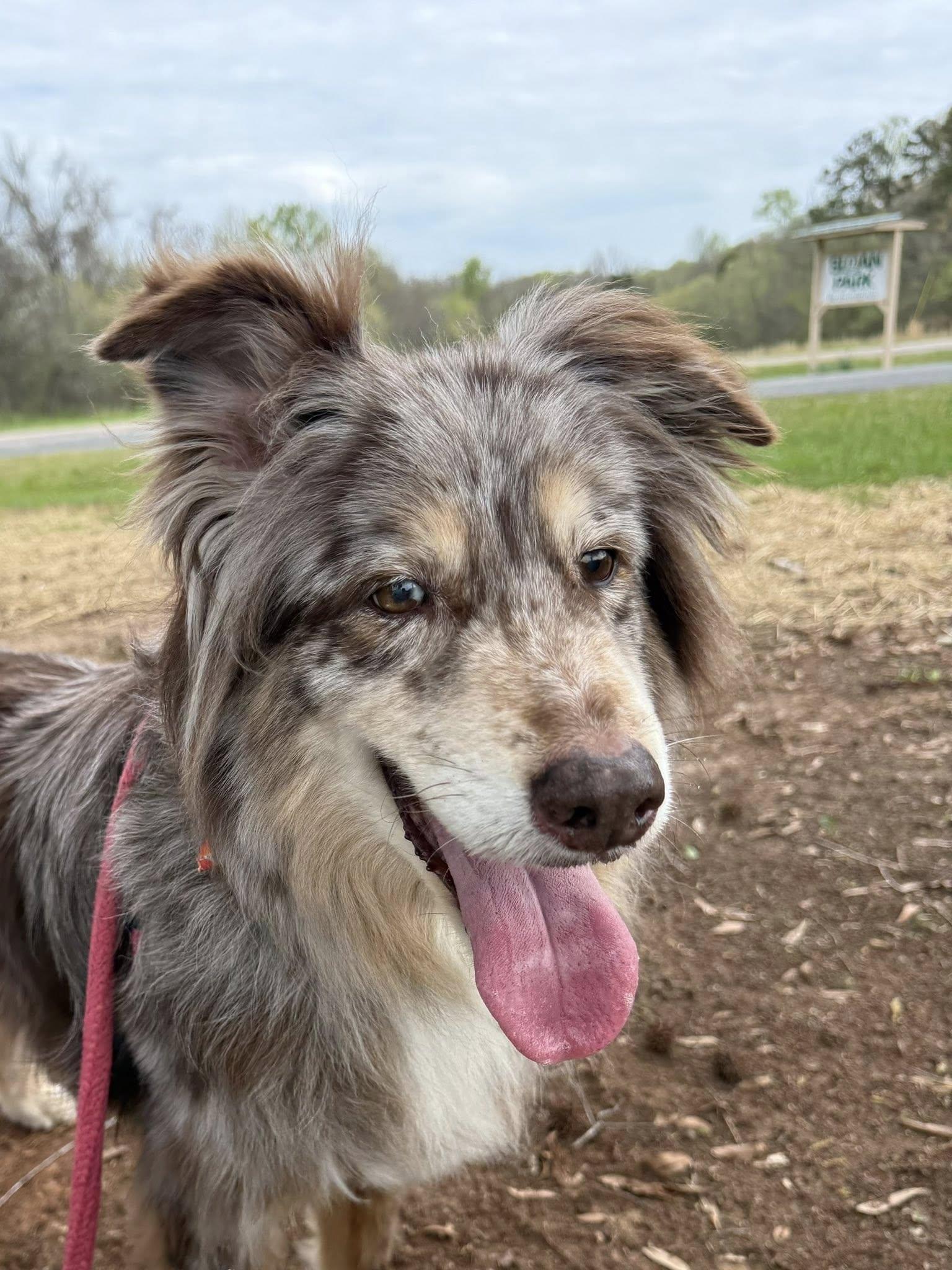 Cooper, ADOPTABLE, Senior Male Australian Shepherd.