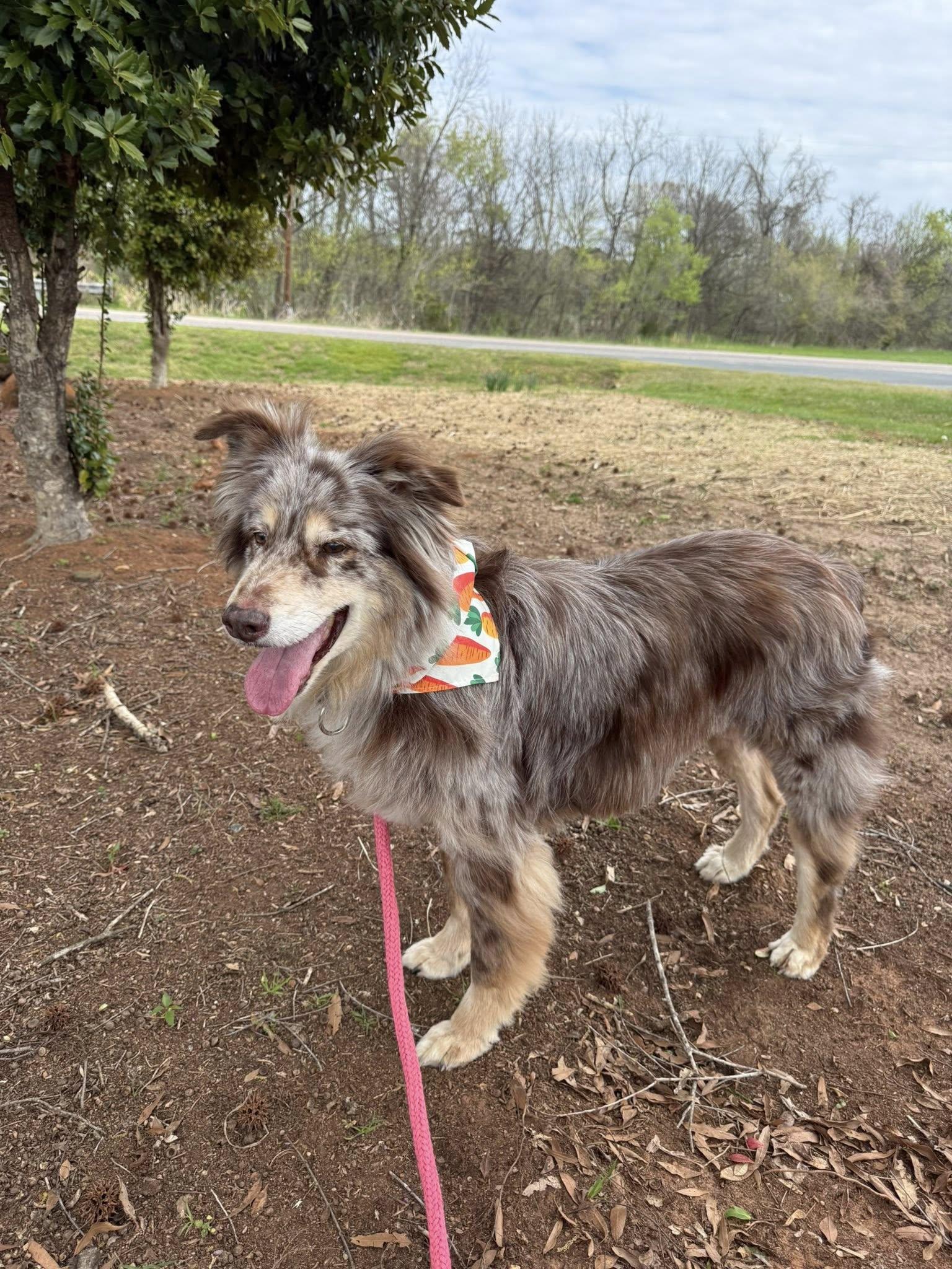 Enlarge Cooper, a ADOPTABLE Australian Shepherd in Salisbury, NC image 2/5