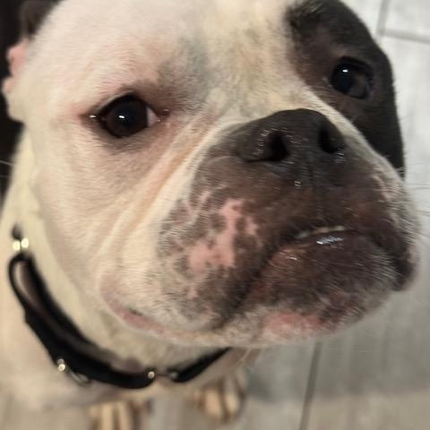 Enlarge Ellie, a ADOPTABLE mixed breed in Lyndhurst, NJ image 3/5