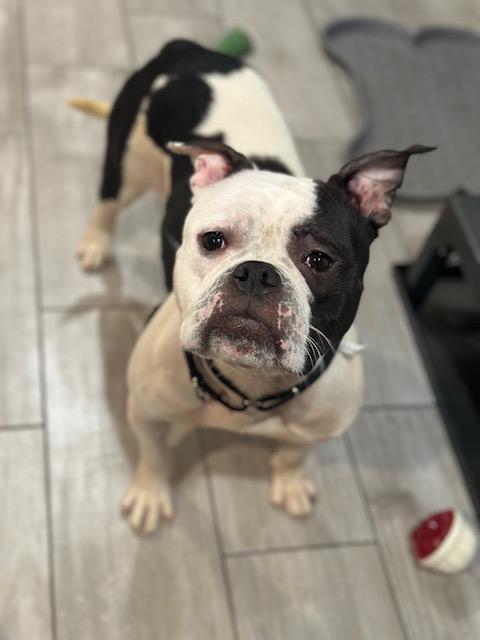 Enlarge Ellie, a ADOPTABLE mixed breed in Lyndhurst, NJ image 4/5