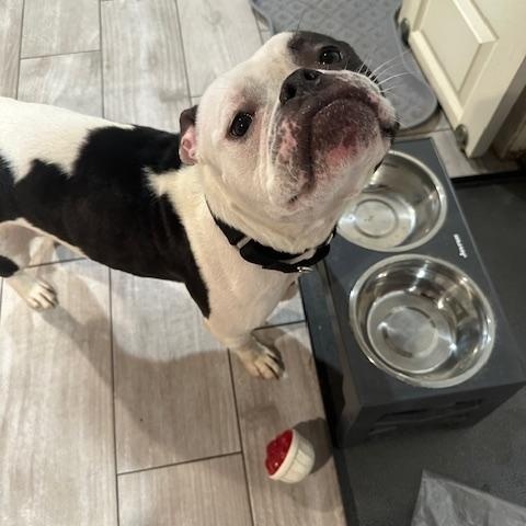 Ellie, ADOPTABLE, Young Female American Bulldog & Staffordshire Bull Terrier.