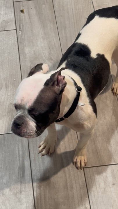 Enlarge Ellie, a ADOPTABLE mixed breed in Lyndhurst, NJ video 5/5