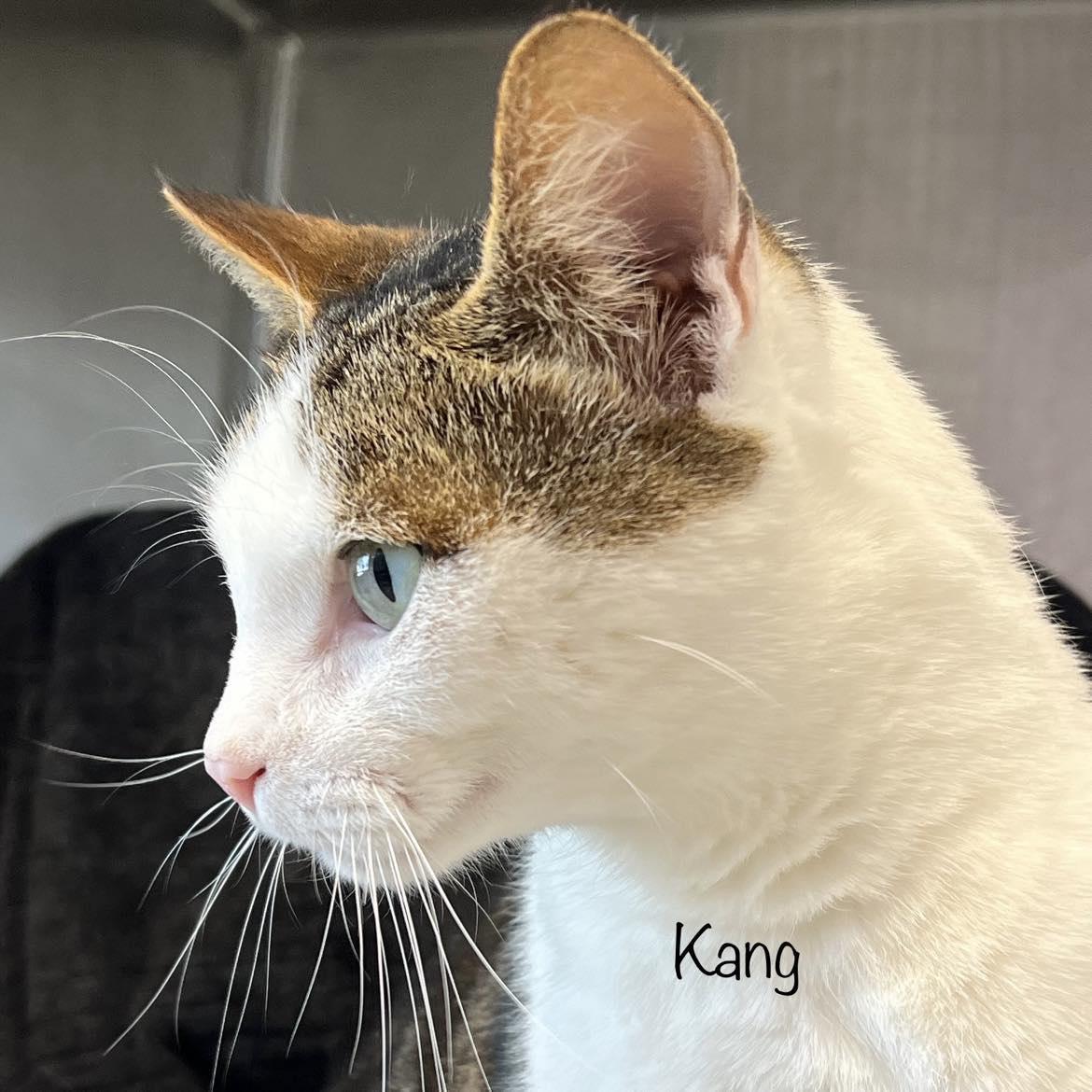 Kang
