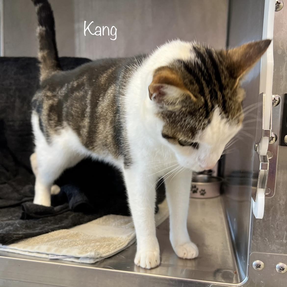 Kang
