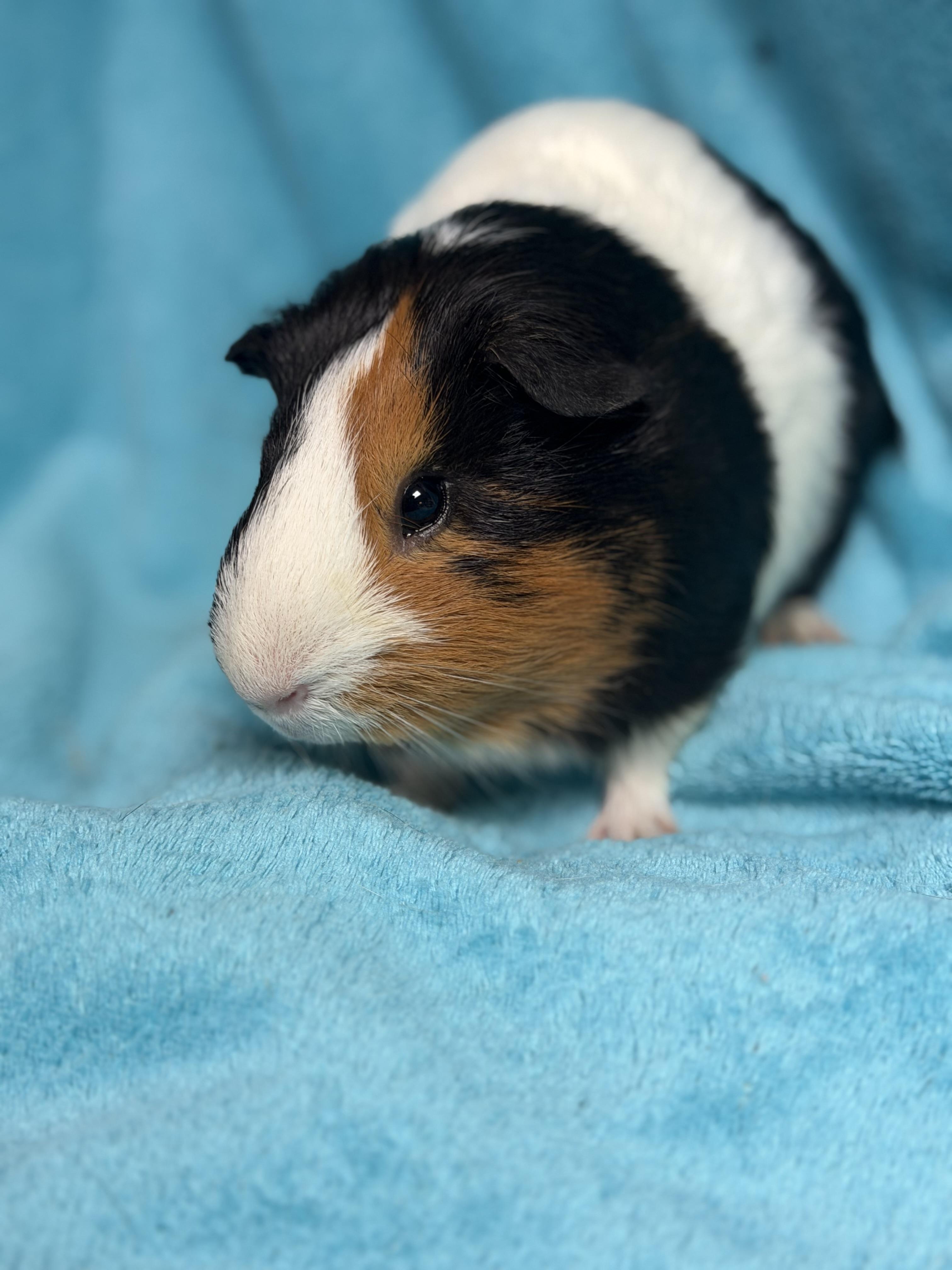 Enlarge Elijah, a Adopted Guinea Pig in Edinburg, PA image 4/5