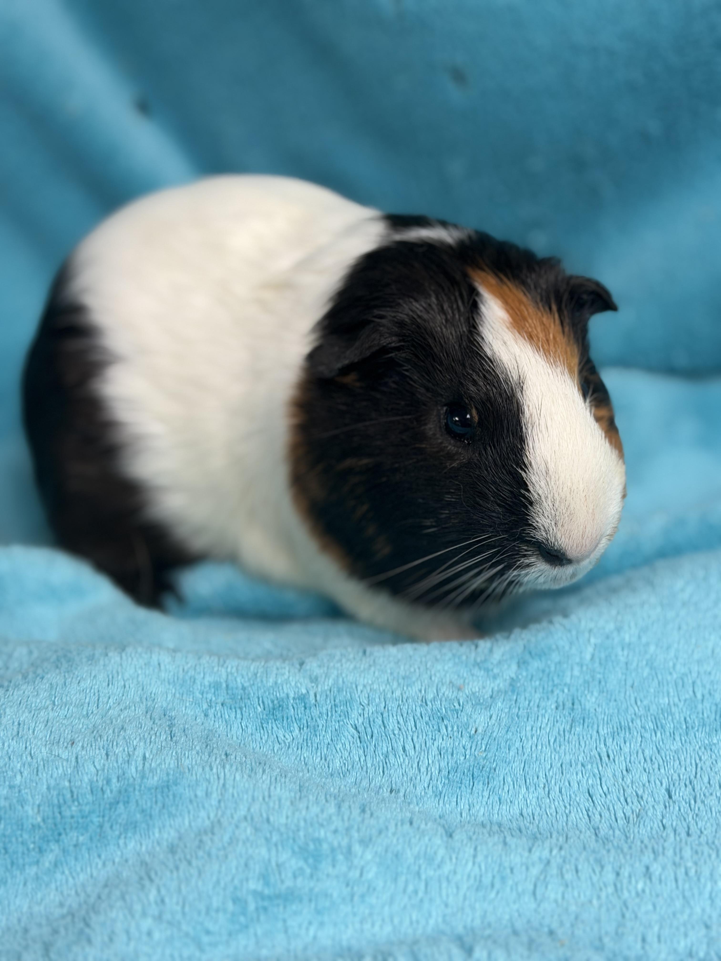 Enlarge Elijah, a Adopted Guinea Pig in Edinburg, PA image 2/5