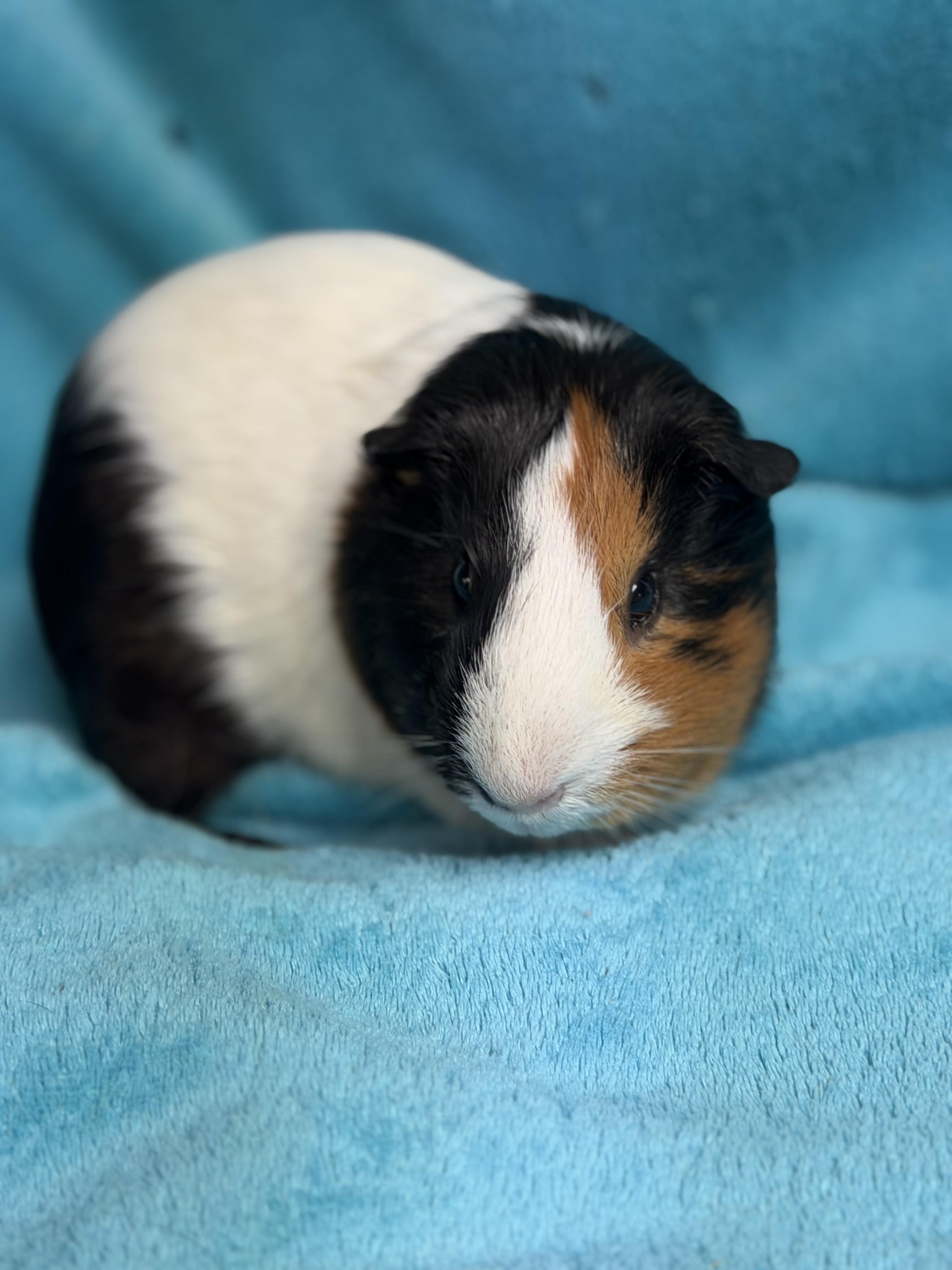 Enlarge Elijah, a Adopted Guinea Pig in Edinburg, PA image 5/5