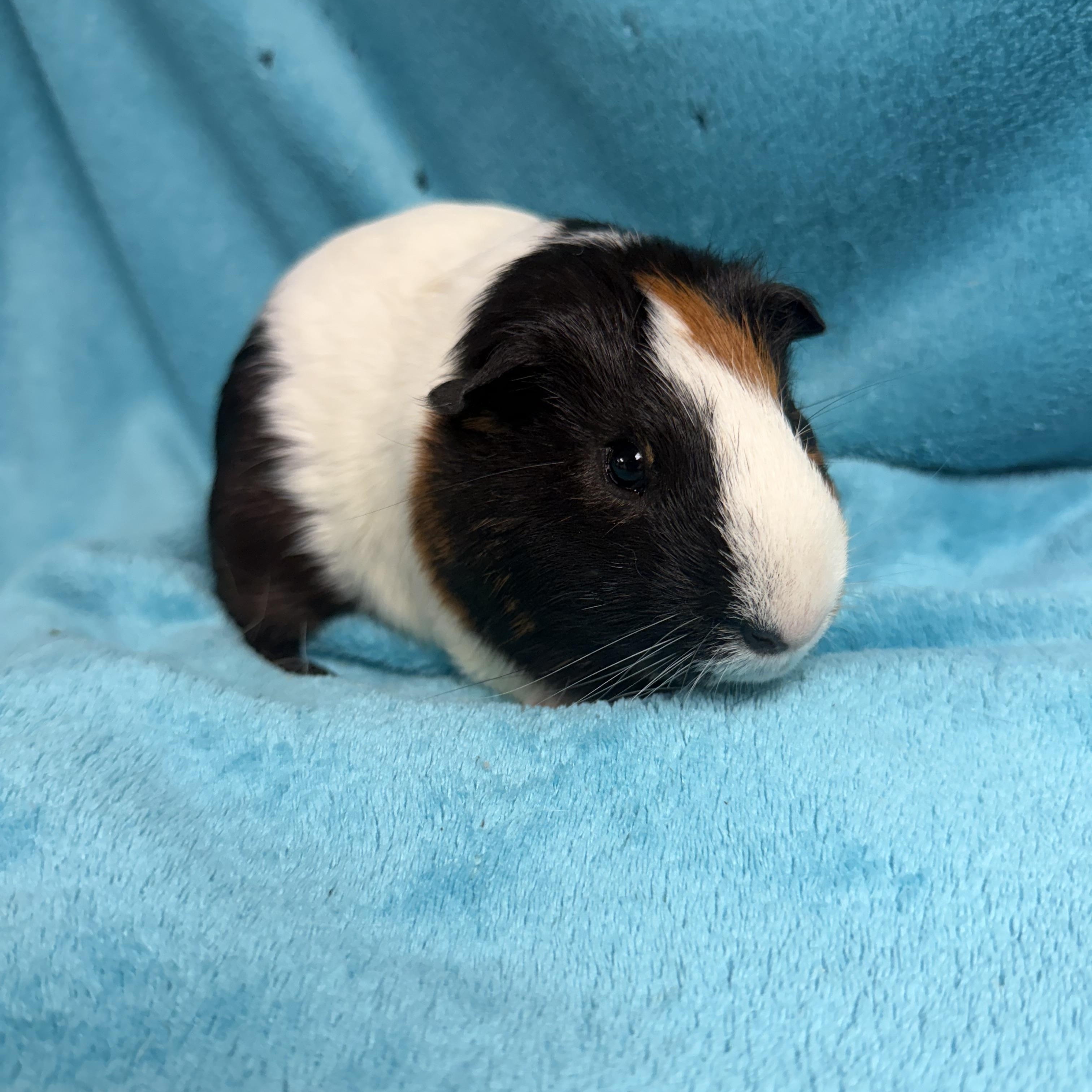 Enlarge Elijah, a Adopted Guinea Pig in Edinburg, PA image 3/5