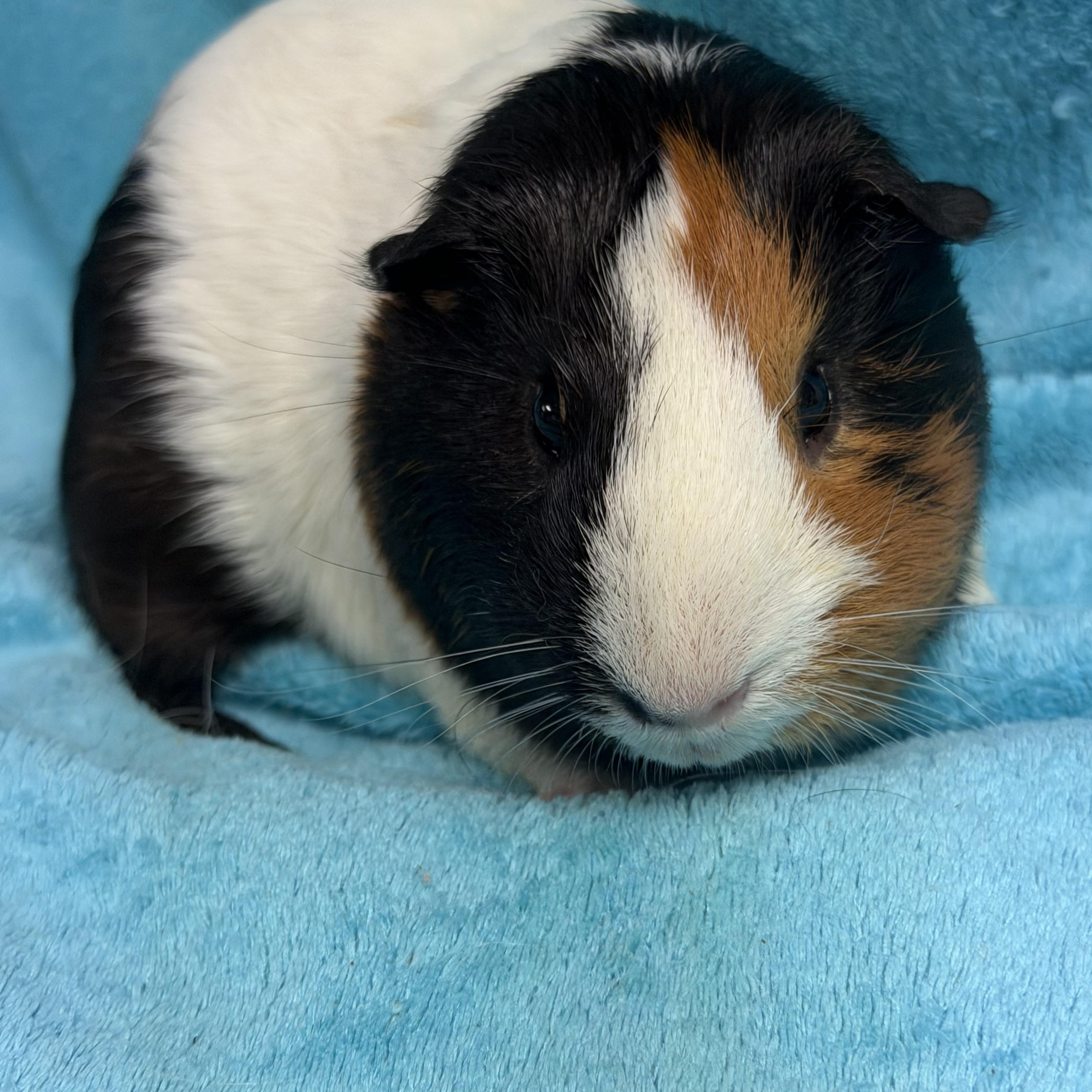 Elijah, Adopted, Young Male Guinea Pig.