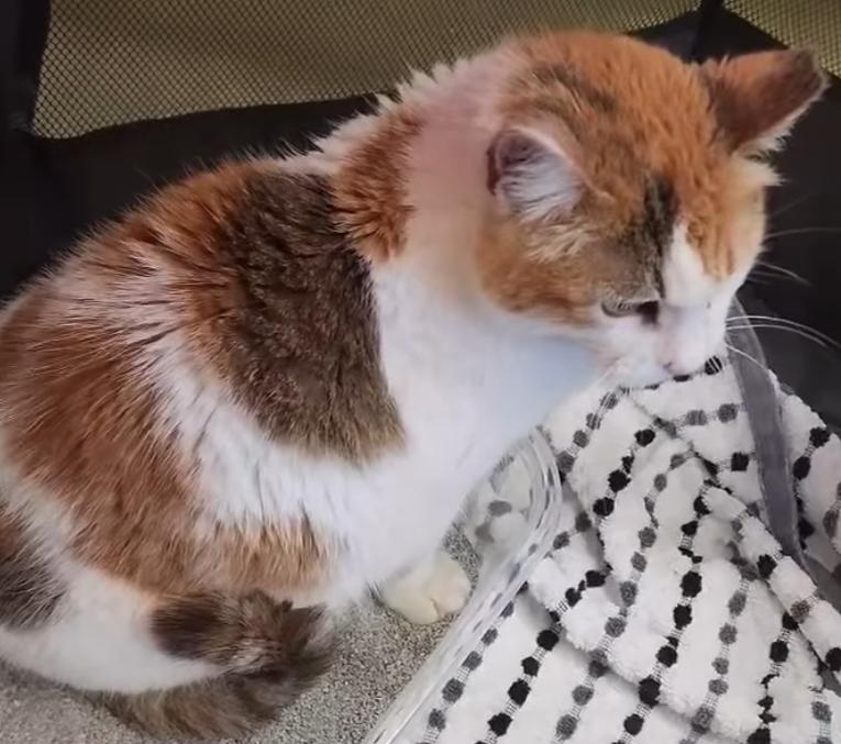 Chunky Bunn, a ADOPTABLE American Shorthair in Springdale, AR image 2/2