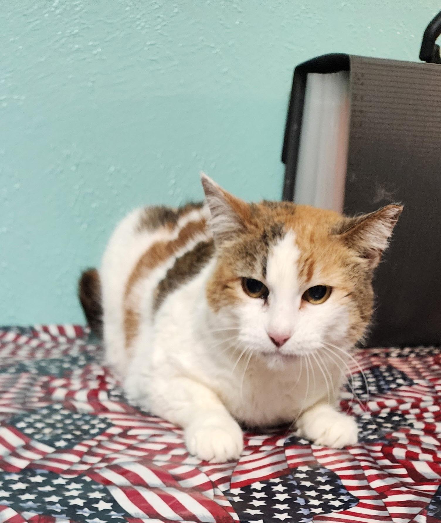 Chunky Bunn, a ADOPTABLE American Shorthair in Springdale, AR image 1/2