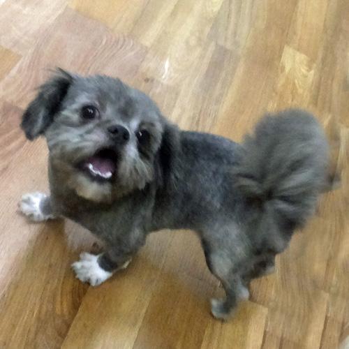 Enlarge FRANKIE, a Adoptable mixed breed in Trufant, MI image 1/5