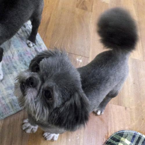 Enlarge FRANKIE, a Adoptable mixed breed in Trufant, MI image 2/5