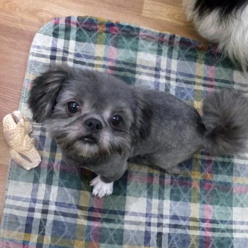 Enlarge FRANKIE, a Adoptable mixed breed in Trufant, MI image 3/5