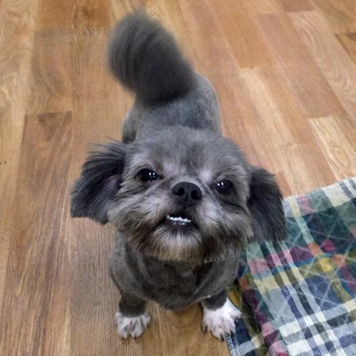 Enlarge FRANKIE, a Adoptable mixed breed in Trufant, MI image 4/5