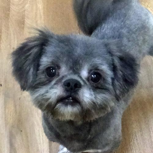 Enlarge FRANKIE, a Adoptable mixed breed in Trufant, MI image 5/5