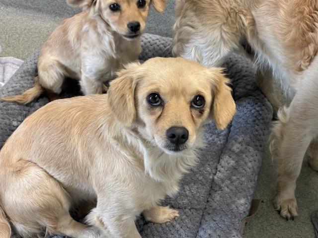 JULIET, Adoptable, Young Female Cavalier King Charles Spaniel & Mixed Breed.