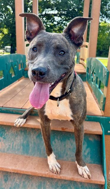 Enlarge NALA, a Adoptable mixed breed in York, SC image 1/1
