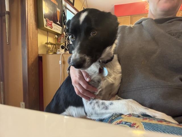 Enlarge Carmella, a Adoptable Border Collie in Denver, CO image 2/6