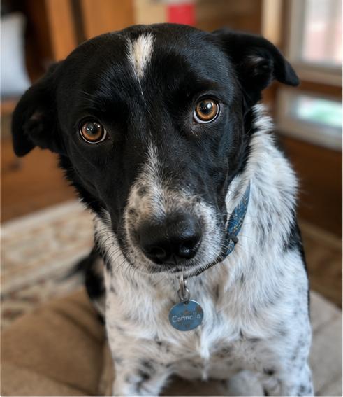 Carmella, a Adoptable Border Collie in Denver, CO image 4/4