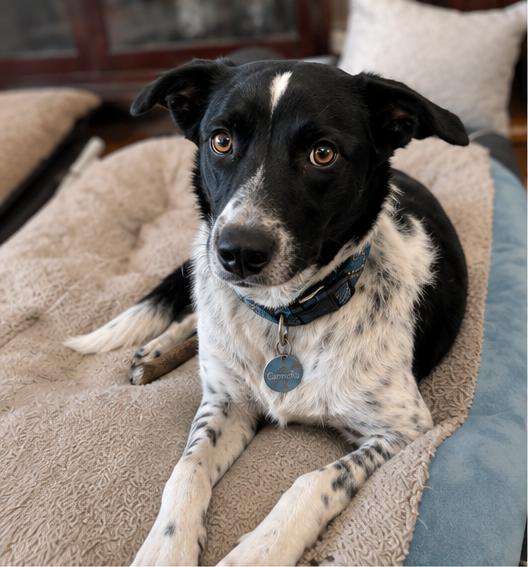 Carmella, a Adoptable Border Collie in Denver, CO image 2/4