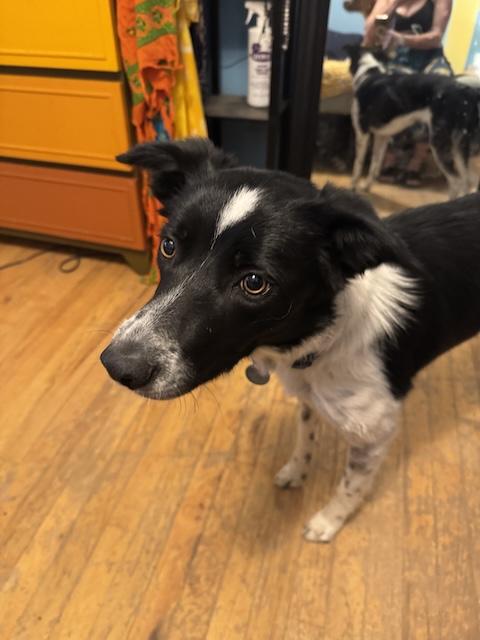 Enlarge Carmella, a Adoptable Border Collie in Denver, CO image 1/6