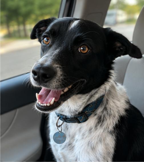 Carmella, a Adoptable Border Collie in Denver, CO image 1/4