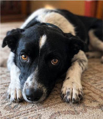 Carmella, a Adoptable Border Collie in Denver, CO image 3/4