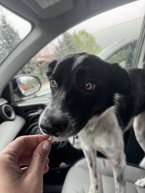 Enlarge Carmella, a Adoptable Border Collie in Denver, CO image 3/6