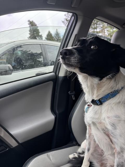 Carmella, Adoptable, Young Female Border Collie.